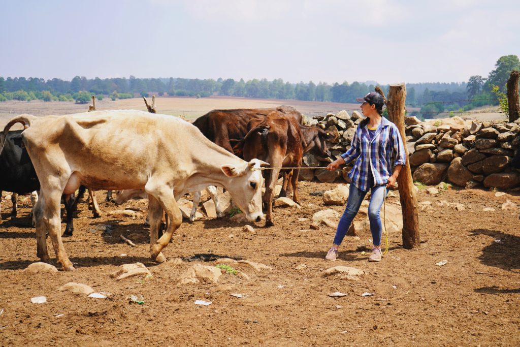 Cattle in Sierra de Tapalpa landscape, Mexico.